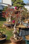 DSC_0528.JPG