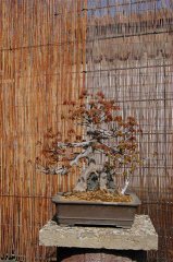 DSC_0539.JPG