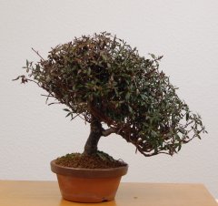 DSC_0073.JPG