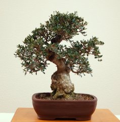 DSC_0092.JPG