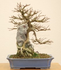 DSC_0097.JPG