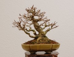 DSC_0062.JPG