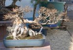DSC_0387.JPG