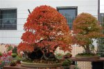 DSC_0074.JPG