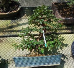 DSC_0066.jpg