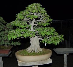 DSC_0106.jpg