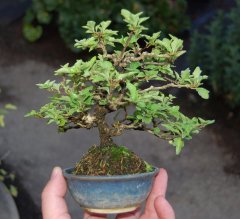 DSC_0262.jpg