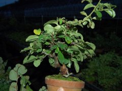 DSC_0271.jpg