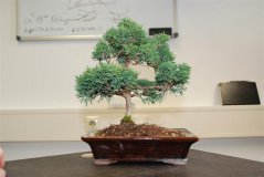 sturm_bonsai_ws_2013_02_1602.jpg