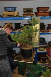 sturm_bonsai_ws_2013_02_1606.jpg