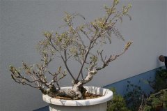 FT14BSGartenCo14.JPG