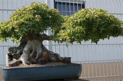 FT14BSGartenCo17.JPG