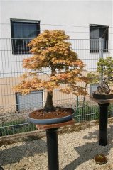 FT14BSGartenCo23.JPG