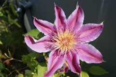 FT14BSGartenCo24.JPG