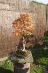 herbstcheck_1311.JPG