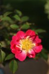 herbstcheck_1313.JPG