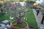 herbstcheck_1317.JPG