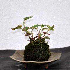 Kusa-Workshop_022_1000web.jpg