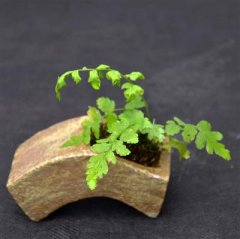 Kusa-Workshop_028_1000.jpg