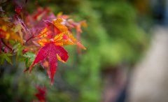 acer_leave_autumn.jpg