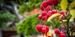 berry.jpg